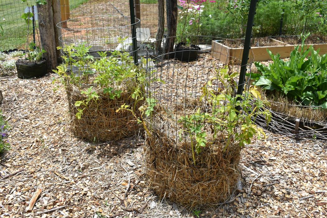 Potato towers in the form of vertical metal cages lined with straw with potato vines growing out of them.