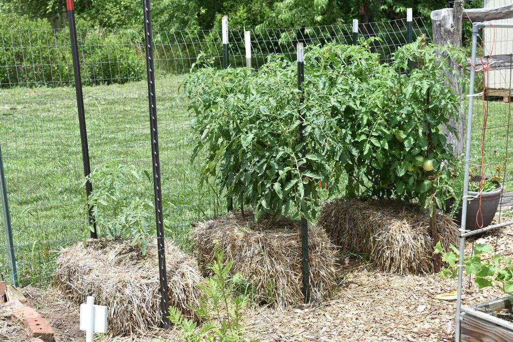 Tomato plants growing in bales of straw against a wire fence.