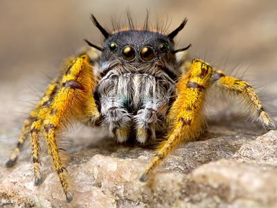 A close-up photo of a jumping spider (Phidippus mystaceus; family Salticidae).