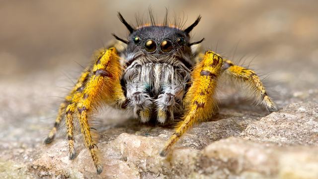 A close-up photo of a jumping spider (Phidippus mystaceus; family Salticidae).