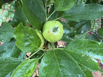 Small apple fruit with young bitter rot lesions