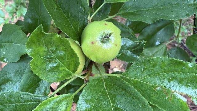 Small apple fruit with young bitter rot lesions