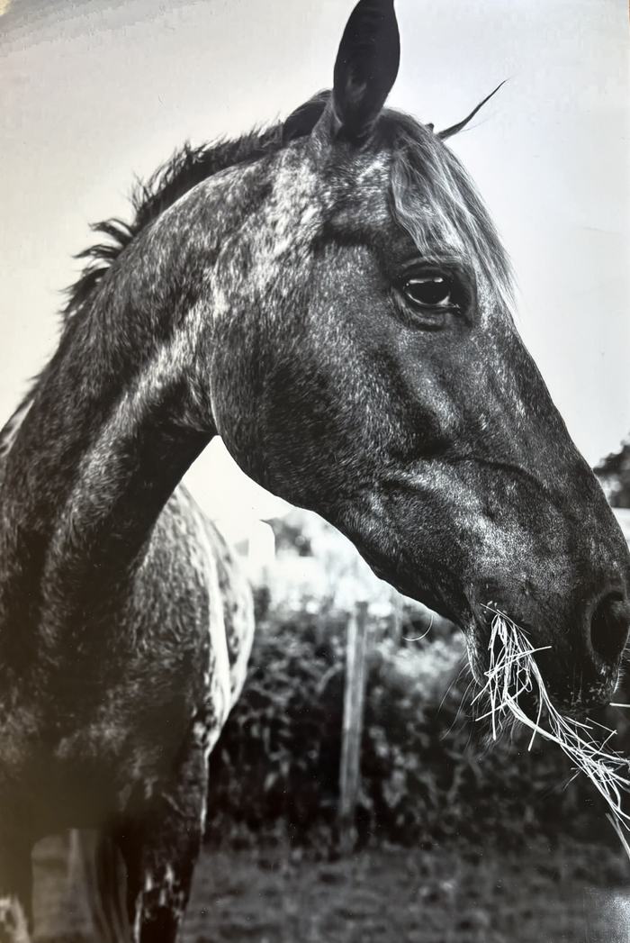 Junior Photography Champion- Ilithyia Knox. Close up photo of an Appaloosa horse eating hay.