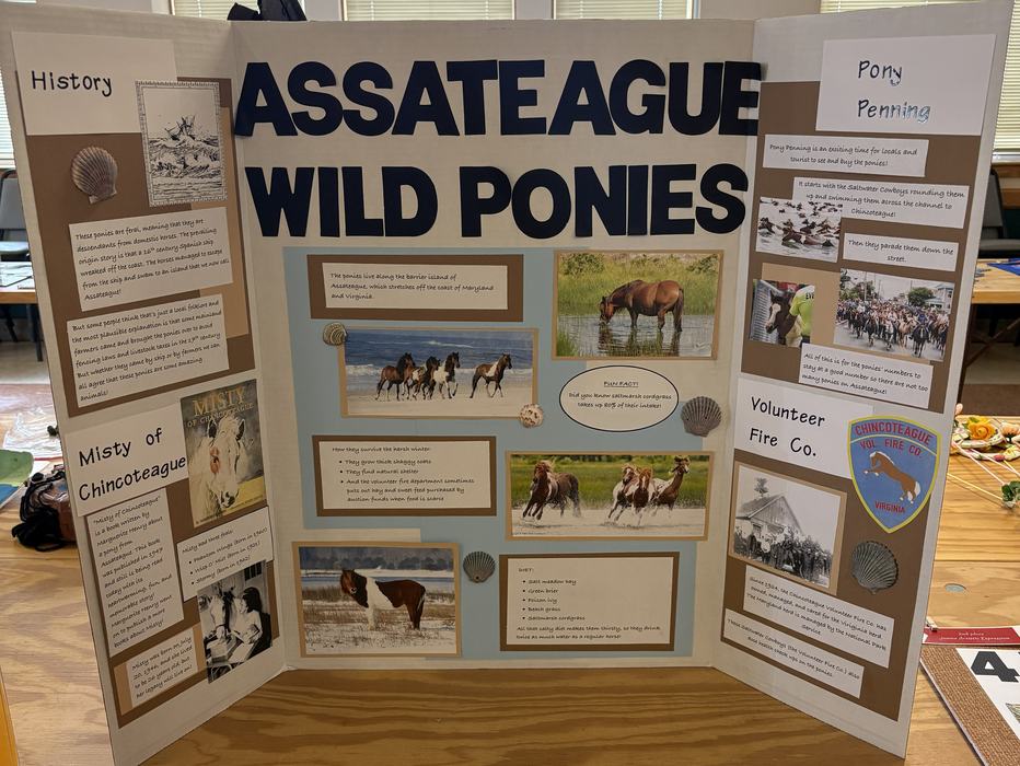 Junior Poster Champion- Felicity Camp. Trifold poster board with information and pictures about Assateague Wild Ponies.