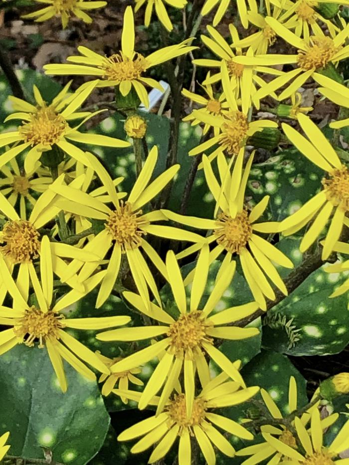Plant Showcase- Farfugium japonicum (Leopard Plant, Tractor Seat