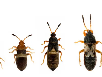 From left to right, chinch bug (small, winged insect) life stages, nymph through adult in increasing size.