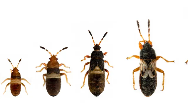 From left to right, chinch bug (small, winged insect) life stages, nymph through adult in increasing size.