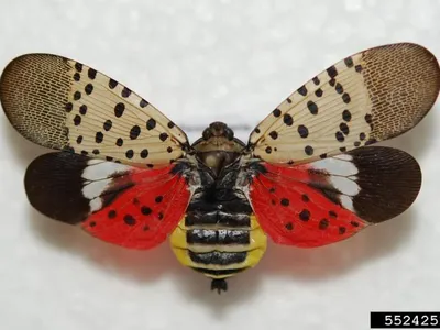 pinned spotted lantenrfly adult with their wings opened and a white background
