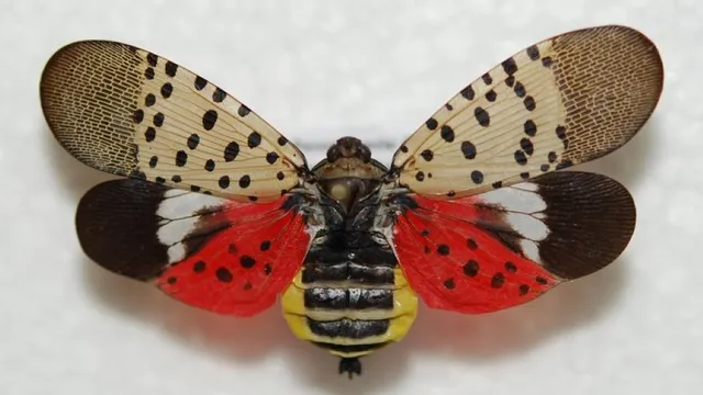 pinned spotted lantenrfly adult with their wings opened and a white background