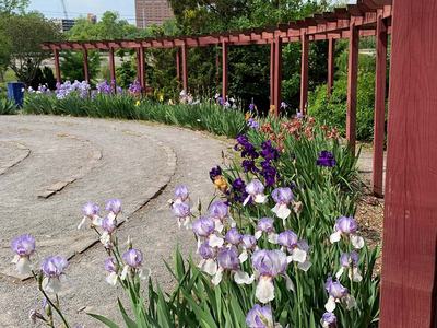Purple irises blooming along the curved outer edge of a garden labyrinth at UT Gardens Knoxville