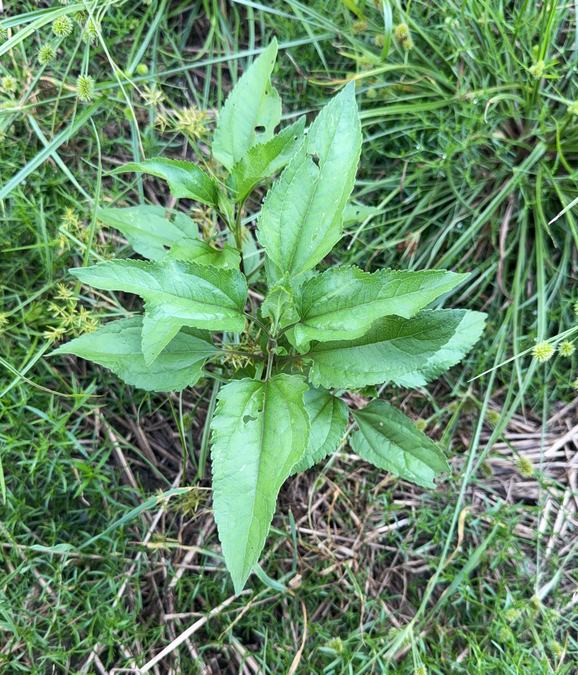 Late Boneset before bloom