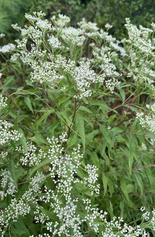 White flowers on late boneset