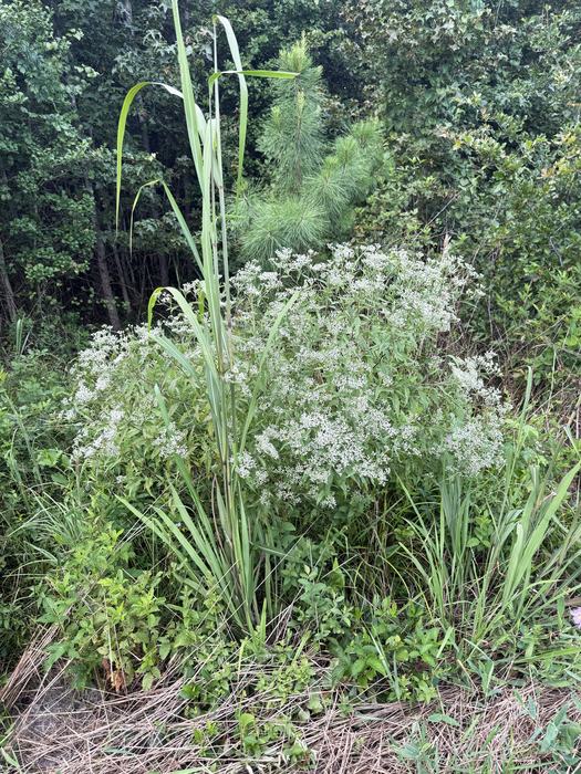 Late boneset in full bloom