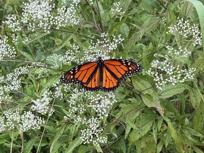 Monarch Butterfly on latebonset