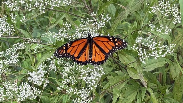 Monarch Butterfly on latebonset