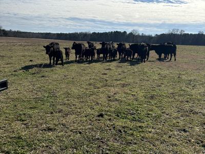Cows in a pasture