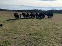 Cows in a pasture