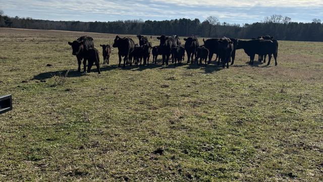 Cows in a pasture