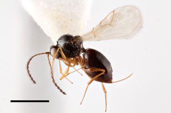 A tiny black wasp with long antennae, lighter colored legs, and an oviposter.