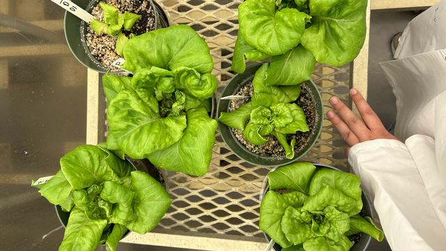 Butterhead lettuce of different sizes growing in pots in a greenhouse chamber.