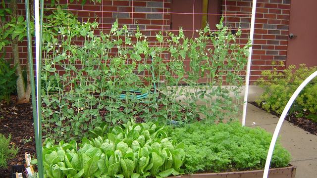 Romane lettuce, carrots, and peas growing in a raised bed.
