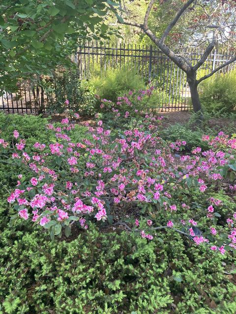 Light Pink Azalea Bush