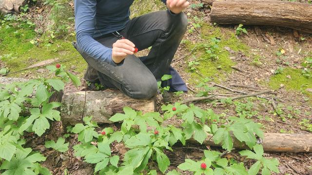 Woman harvesting the fruit of the goldenseal plant in the woods.