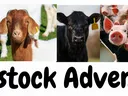 livestock news