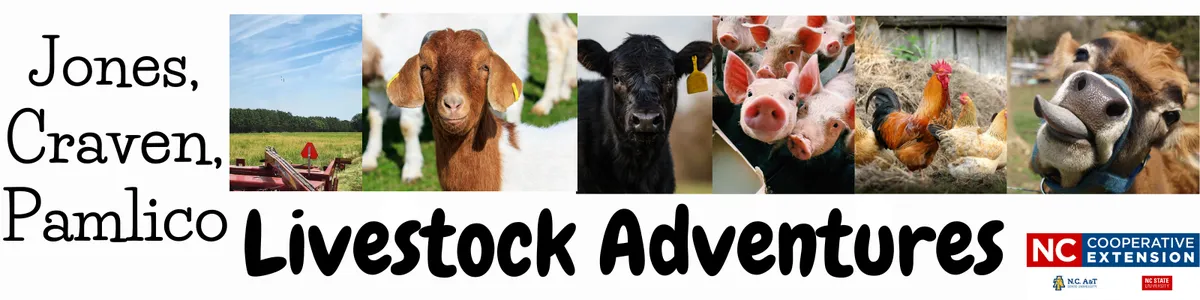 livestock news