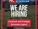 We are hiring at the NC Cooperative Extension Buncombe County Center text over field of cattle.