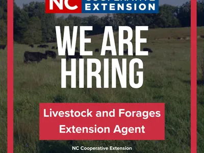 We are hiring at the NC Cooperative Extension Buncombe County Center text over field of cattle.