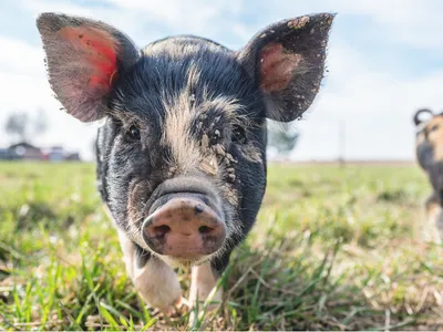 Black and White piglet in the mud