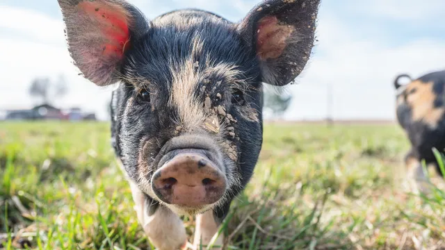 Black and White piglet in the mud