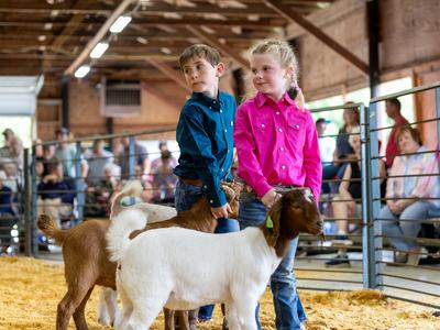Two children standing with two goats in a livestock show ring