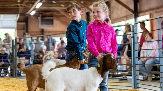 Two children standing with two goats in a livestock show ring