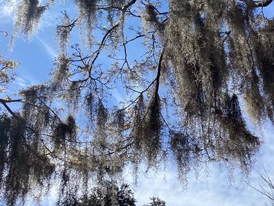 Looking up at Spanish Moss