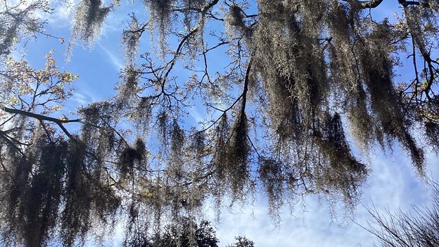 Looking up at Spanish Moss