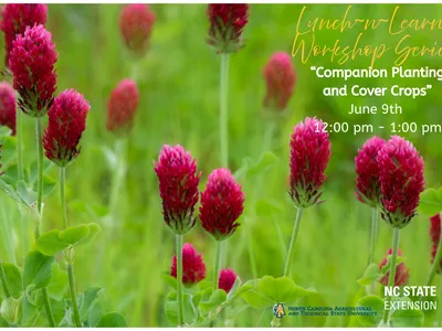 Photo showing red clover flower heads close up with text advertising the Lunch n Learn workshop on companion planting and cover crops
