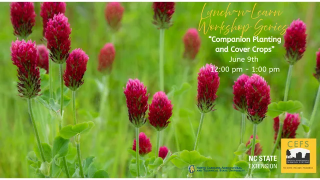 Photo showing red clover flower heads close up with text advertising the Lunch n Learn workshop on companion planting and cover crops
