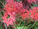 Flowers of the spider lily.