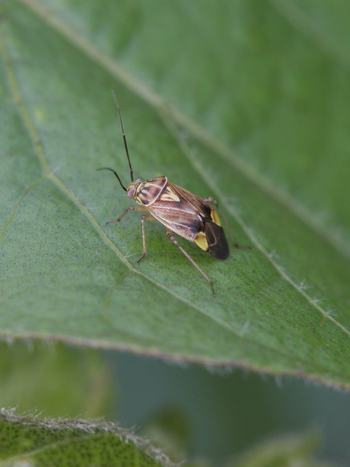 Lygus plant adult bug
