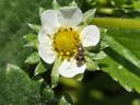 an open strawberry flower with a tarnished plant bug adult feeding on it