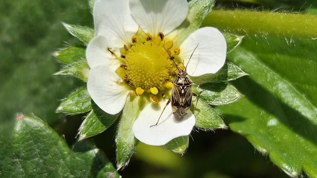 an open strawberry flower with a tarnished plant bug adult feeding on it