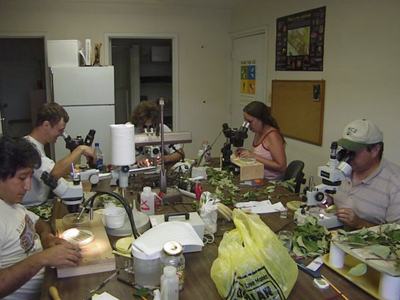 People looking at apple leaves under microscopes in a lab