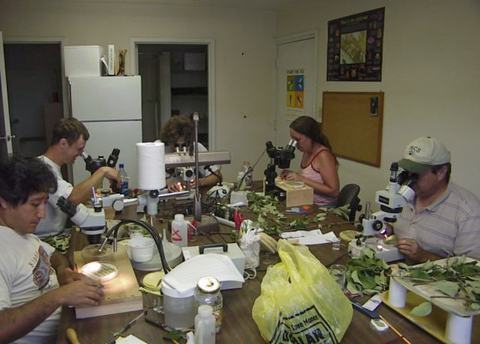 People working at microscopes around table in lab