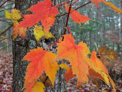Red maple (Acer rubrum)