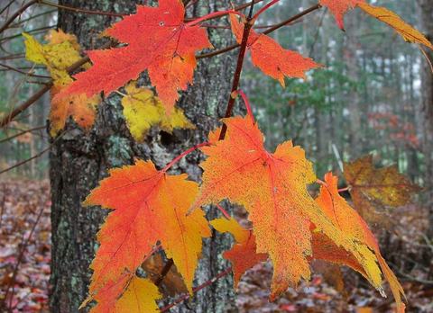 Red maple leaves in autumn (Acer rubrum)