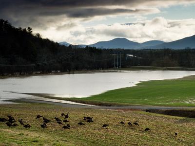 Turkeys in flooded field in early morning