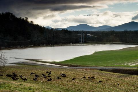Turkeys in flooded field in early morning