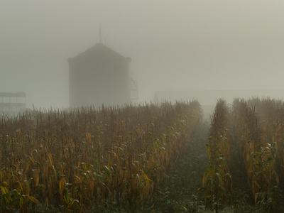 Cornfield in morning fog with grain bin